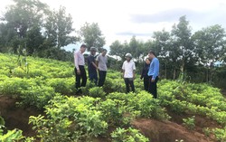 Chương mới ấm no của vùng đất từng bị đói nghèo ám ảnh