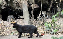 Giới trẻ đổ xô khám phá "đảo mèo" giữa lòng Hà Nội