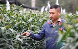 Vụ hàng nghìn cây hoa ly bị chặt phá cận Tết: Khi người trồng hoa thiếu cơ chế bảo vệ