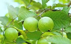 Tết nhớ mùa ổi vườn ven sông