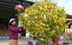 Mai Tết nở sớm: Sắc vàng rực rỡ mà lòng người trĩu nặng