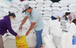 Xuất cấp hơn 14.660 tấn gạo dự trữ hỗ trợ Tết và giáp hạt năm 2026