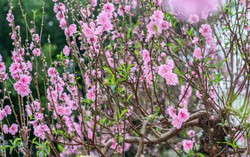 Rực rỡ “thủ phủ đào” xứ Lạng những ngày đầu xuân