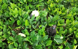 Hà Nội: Cả làng từ sáng đến khuya tất bật thu hoạch lá dong phục vụ Tết