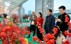 Người tiêu dùng Thủ đô tò mò với đào đông đỏ nhập khẩu giá bạc triệu trưng Tết