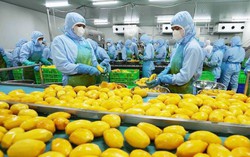 Triển khai nghiêm túc các biện pháp kiểm dịch thực phẩm đảm an toàn dịp Tết