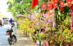 TPHCM: Sức sống mới của làng mai vàng Bình Lợi