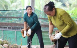 Nhọc nhằn nghề lột vỏ dừa của phụ nữ Vĩnh Long