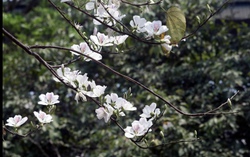 Những điểm đến đẹp nhất Việt Nam vào tháng 3