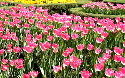 "Lạc bước"  giữa rừng hoa tulip chốn ở Bà Nà Hills