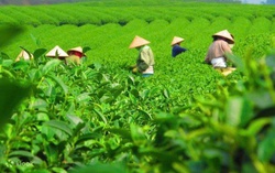 Nguy cơ “sốc chuỗi cung ứng” với nông sản Việt Nam bởi chiến sự tại Trung Đông