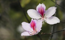 Lưu luyến mùa hoa ban