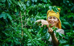 Hỗ trợ sinh kế, nâng cao năng lực thích ứng xanh cho phụ nữ dân tộc thiểu số