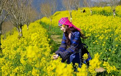 Sa Pa: 8/3 này, lên Fansipan “săn” mây, ngắm hoa và xem show “Đỉnh thiêng du ký”