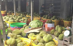 Đồng Tháp: Giá sầu riêng giảm mạnh, nhà vườn và thương lái gặp khó