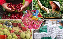 Xuất nhập khẩu Việt Nam đạt gần 250 tỷ USD nhưng "cơn gió ngược" đang mạnh dần