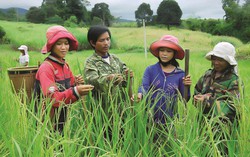 Phân bổ vốn ngân sách tại địa phương để xây dựng nông thôn mới và giảm nghèo bền vững giai đoạn 2026-2030