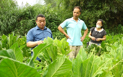 Hàng vạn con châu chấu tre tấn công cây trồng ở tỉnh Lạng Sơn, Cao Bằng