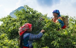 Triển lãm "Hương sắc vùng cao" quảng bá văn hóa, du lịch Sơn La năm 2026