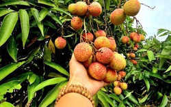 Hải Phòng: Vải u trứng chín sớm giá cao gấp đôi vải thiều chính phụ