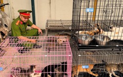 Hà Nội triệt phá ổ nhóm trộm mèo quy mô lớn, tiêu thụ hơn 300 con