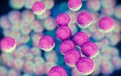 Phát hiện vi khuẩn có khả năng bảo vệ cơ thể trước hội chứng Covid kéo dài