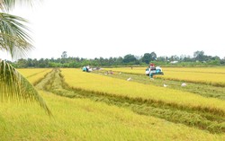 Ban hành Nghị quyết về thúc đẩy phát triển nông nghiệp, nông thôn bền vững