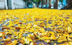 Vẩn vơ cùng mùa lá vàng