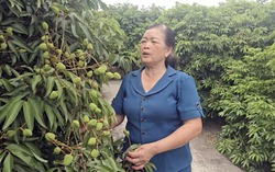 Hải Phòng: Vải sớm tại xã Hà Đông chuẩn bị bước vào thu hoạch