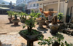 Tranh cãi vụ tịch thu 42 cây mai vàng ở Côn Đảo: Xử phạt có đúng quy định?