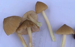 Suýt mất mạng vì ăn nấm hái trên đồi 