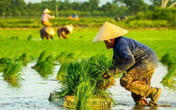 Giá gạo xuất khẩu tăng cao, nông dân vẫn "vui ít lo nhiều"