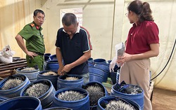 Phát hiện cơ sở sản xuất giá đỗ sử dụng chất cấm