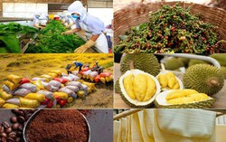 Carbon, truy xuất, dư lượng tối đa cho phép: “Cuộc sát hạch” mới của nông sản Việt trên thị trường toàn cầu