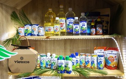 Thương hiệu Xanh Vietcoco: Hành trình bền vững đến chất lượng toàn cầu nâng tầm dừa Việt
