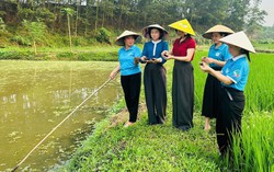 Người phụ nữ ở Hợp Thành tiên phong biến ruộng trũng thành “mỏ vàng” ốc nhồi