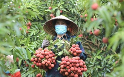 Sản lượng vải thiều giảm sâu, giá "chạm đỉnh"