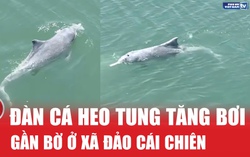 Xuất hiện đàn cá heo tung tăng bơi gần bờ ở xã đảo Cái Chiên