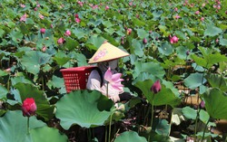 Rực rỡ mùa sen Trà Lý: Du khách mê mẩn, nông dân trúng mùa được giá