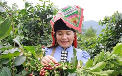 Khát vọng làm giàu từ kinh tế tập thể của phụ nữ vùng cao Sơn La