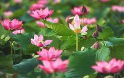 Hoa sen trong đời sống người Việt