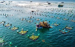 Truy xuất carbon: Thách thức mới với ngành tôm Việt Nam tại thị trường châu Âu