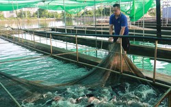 Cá rô phi Việt Nam "lấn sân" thực đơn sushi tại Nhật Bản