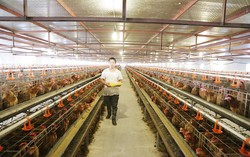 Hà Nội: Ủy quyền Sở Nông nghiệp và Môi trường giải quyết 22 thủ tục lĩnh vực chăn nuôi, thủy sản và thú y