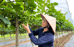 Hà Nội chuyển mình cùng nông nghiệp xanh