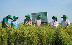 Phụ nữ nông thôn chuyển đổi xanh và thích ứng khí hậu: Bài 1 - Năng động trên cánh đồng phát thải thấp