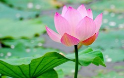 Diễn đàn tháng 8: Nỗi nhớ mang tên mẹ