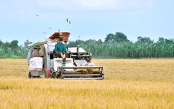 Cần Thơ tổ chức Festival Lúa gạo Việt Nam năm 2026