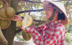 Phụ nữ nông thôn chuyển đổi xanh và thích ứng khí hậu: Bài cuối - Từ mã số vùng trồng đến sinh kế bền vững