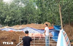 Đồng Nai tiêu hủy gần 3.000 con lợn nhiễm chất cấm Salbutamol